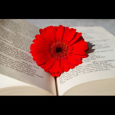 三宮でおいしい神戸牛のコースをお探しですか